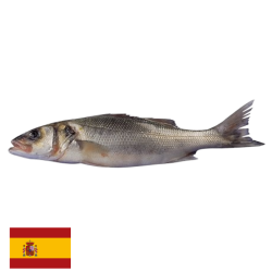 Bar d'élevage 400/600 Espagne  Dicentrarchus Labrax  Kg