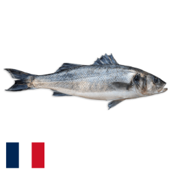 Bar ligne 1/2 Kg