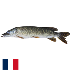Brochet France  Esox lucius sauvage Kg