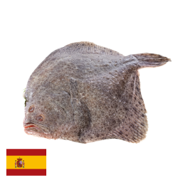 Turbot élev. 600/1000	Psetta Maxima  Espagne	10x1Kg