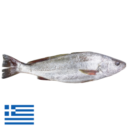 Maigre Elevage	Argyrosomus regius Kg