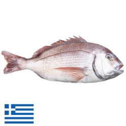 Pageot Elevage 600/800 Gr,Pagrus Grèce 10x1Kg